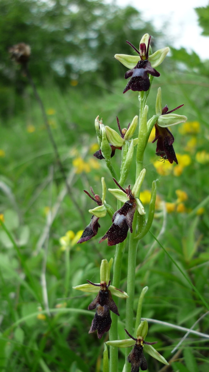 animal wildlife, invertebrate, animals in the wild, often, mountain meadow, freshness, confused, growth, fragility, flower, insects orchid, no people, 1080P