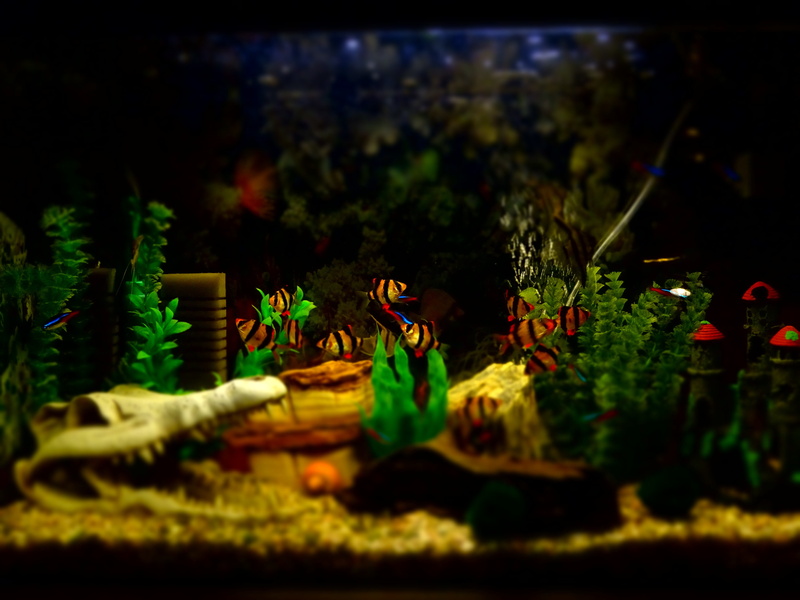 grass, aquarium, creativity, animal representation, bubbles, background, outdoors, fishing, worm, ornamental, decoration, castle, artificial, plant, art and craft