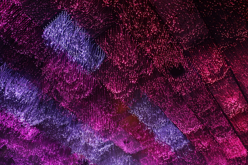 animal, bright colours, astronomy, backgrounds, night, no people, close-up, purple, science, multi colored, beauty in nature, red, texture, art and craft