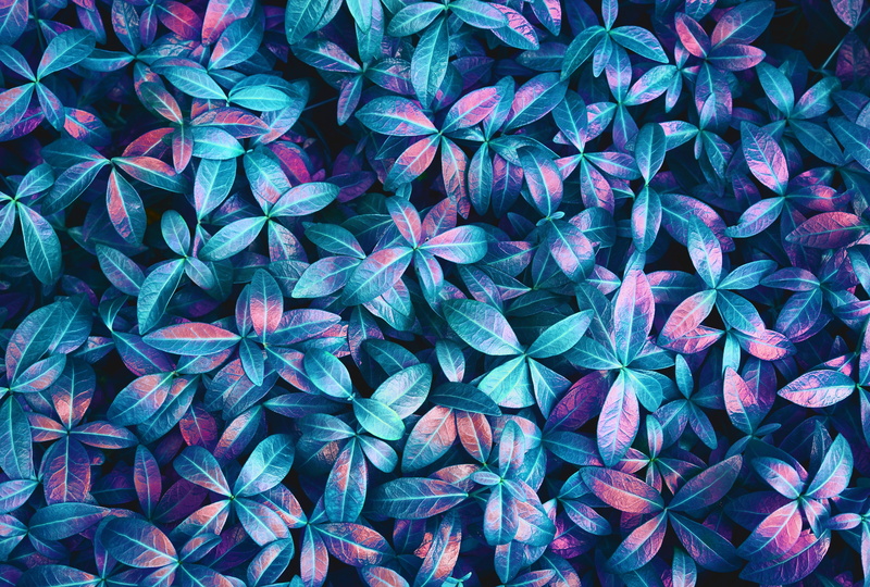 plants, abstract, floral, colorful, jungle, spring, Backdrop, pink, 5K, blue, lights, green, purple, leaves, closeup, pattern, macro, texture, neon, details