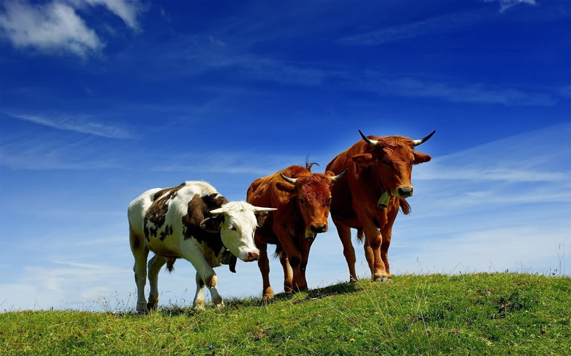 livestock, outdoors, cattle, agriculture, land, sky, meadow, landscape, cows, cloud - sky, domestic, holstein Cattle, grazing, cow, beef, brown, farm, nature