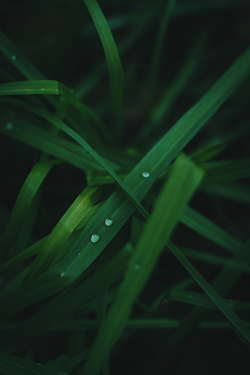 leave, life, green, forest, beauty in nature, green color, nature, garden, outdoors, grass, freshness, wet, macro, blade of grass, focus on foreground