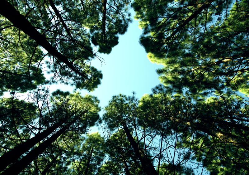 optimism, arms, outdoor, sky, 4K, clouds, up, joy, optimistic, directly below, woodland, growth, success, space, coniferous tree, forest, people, summer