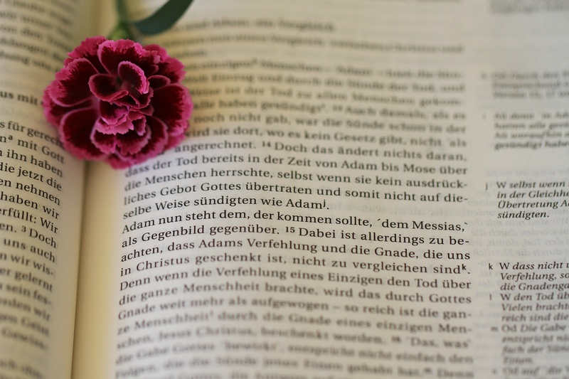 nature, rose, read, close-up, paper, flower head, believe, text, freshness, religious Text, romans, history, bloom, religion, bible, the past, flower, publication