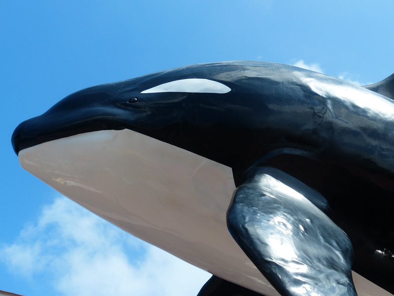 head, animal, vertebrate, sky, one animal, nature, day, representation, large, white, no people, close-up, Orka, statue, figure, marine, bird, zoo, animal body part