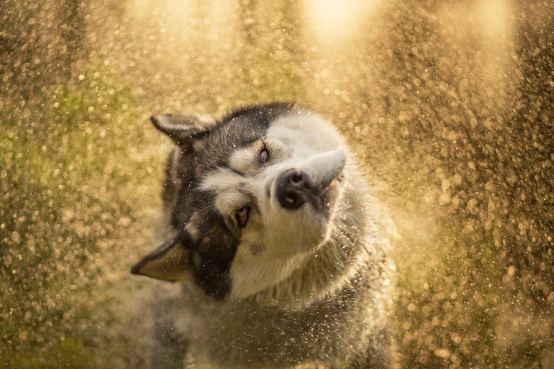 turns his head, squirt, after swimming, shakes, bokeh, bathing, face, light, pose, wet, 1080P, wool, Siberian husky, water, fly, husky, drops, eyes, dog