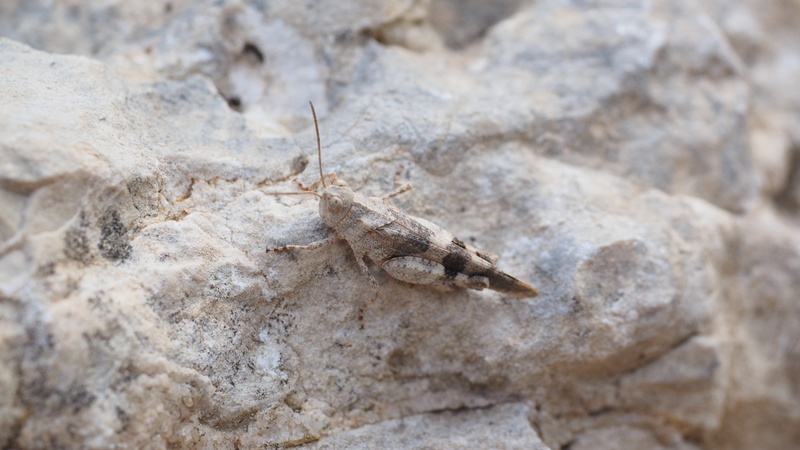 nature, rock - object, striped, animal wildlife, locust, outdoors, rock, close, plage, standing, oedipodinae, grey, animal themes, solid, camouflage, insect