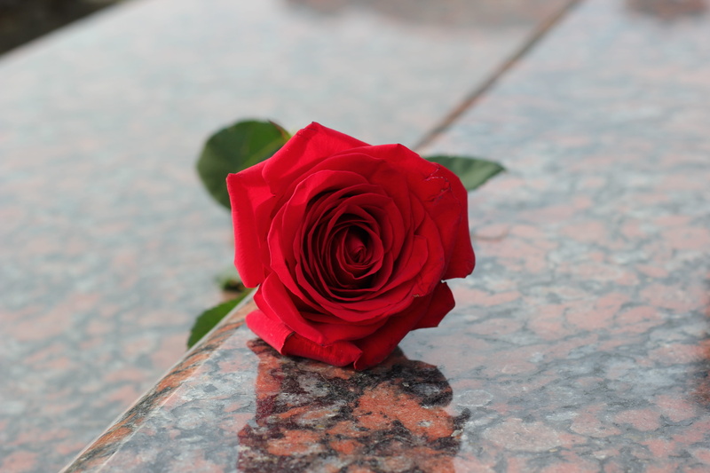 rose, rose - Flower, flower, vulnerability, nature, Red Rose, inflorescence, outdoors, Grave, Marble, flowering plant, flower Head, Red, freshness, bouquet