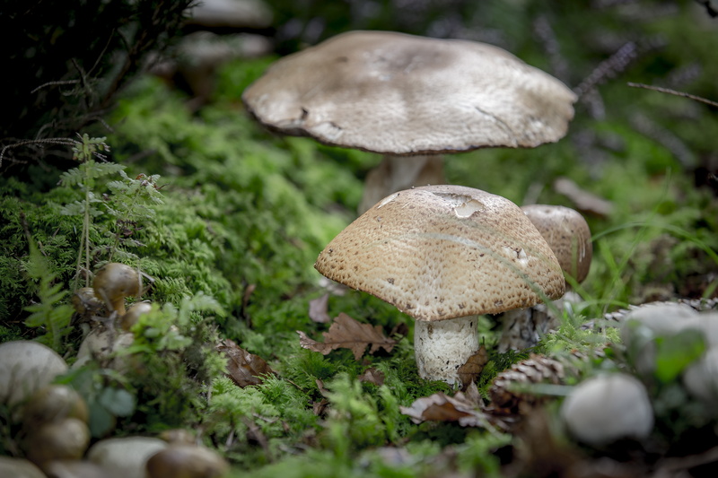 tree, edible mushroom, vegetable, augustus, green color, close-up, freshness, 5K, plant, screen fungus, fungus, disc fungus, mushroom, food, nature, outdoors