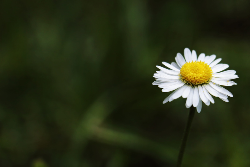 blossom, daisy, pollen, focus on foreground, focus, floral greeting, meadow, wild flower, bloom, growth, petal, day, close-up, plant, floral, map, shallow