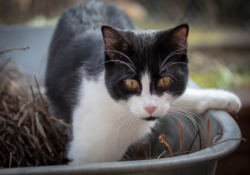 vertebrate, 5K, black color, focus on foreground, animal eye, pets, container, animal portrait, domestic animals, animal themes, pet, close up, no people