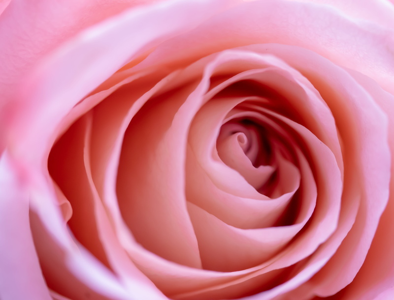 rose, close up, postcard, freshness, plant, summer, beauty, greeting card, extreme close-up, romance, flower head, love, rose, spell card, 5K