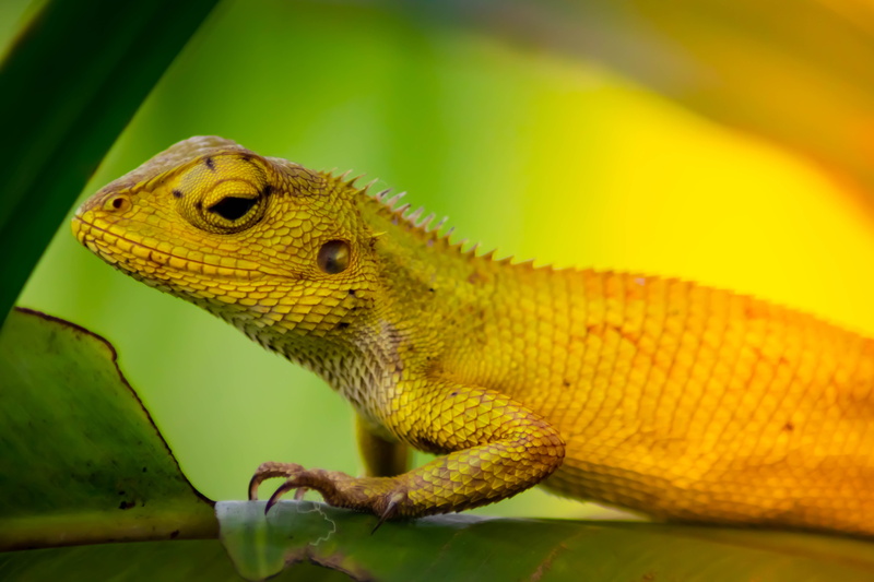 leaf, portrait, wildlife, attica, isolated, yellow, park, vertebrate, animal wildlife, animal body part, outdoors, scenery, close-up, young, nature, animal themes