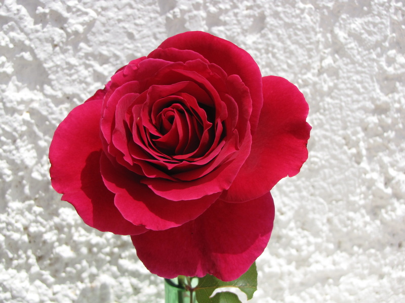 flower head, close-up, fragility, no people, petal, rose, plant, greece, inflorescence, nature, beauty in nature, attica, focus on foreground, rose - flower