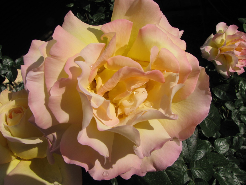 fragility, no people, flower, plant, flowering plant, vulnerability, 2K, outdoors, freshness, greece, rose, rose - flower, blossom, close-up, softness