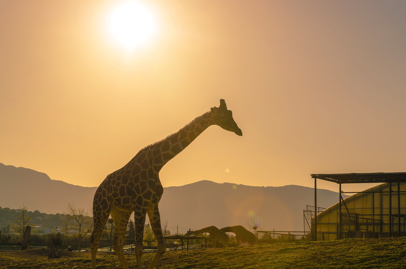4K, zoo, funny, sunset, sun, park, nature, head, neck, giraffe, animal themes, wilderness, no people, domestic animals, outdoors, greece, safari, africa