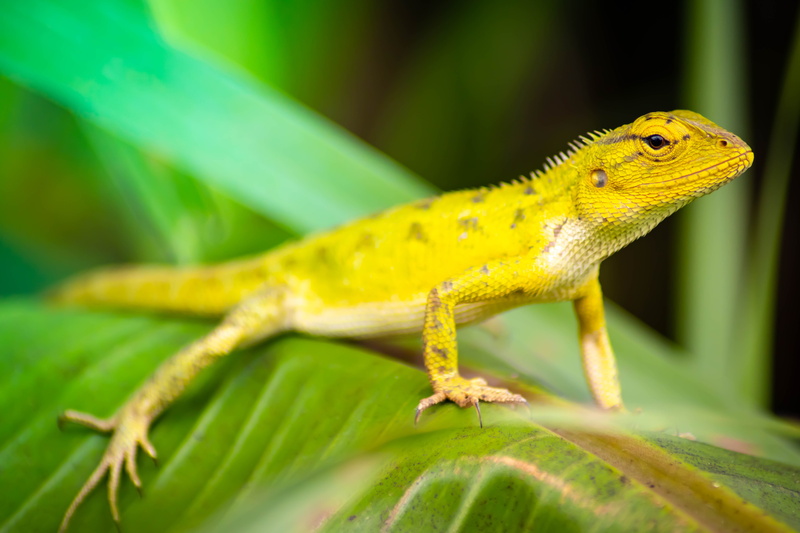 leaf, wild, closeup, 5K, animal, pet, background, plant, color, adaptation, attica, green, nature, selective focus, portrait, animal wildlife, lizard