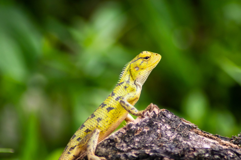 green color, day, adapt, white, vertebrate, reptile, animals in the wild, tree, chameleon, animal wildlife, pet, color, background, wildlife, animal body part