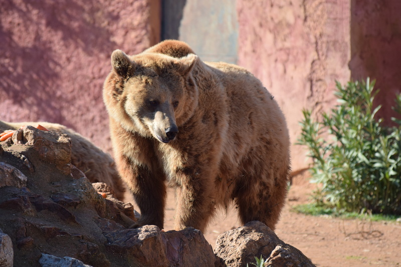 athens, animal wildlife, animal, attica, day, rock - object, animal themes, focus on foreground, animals in captivity, sunlight, outdoors, rock, no people