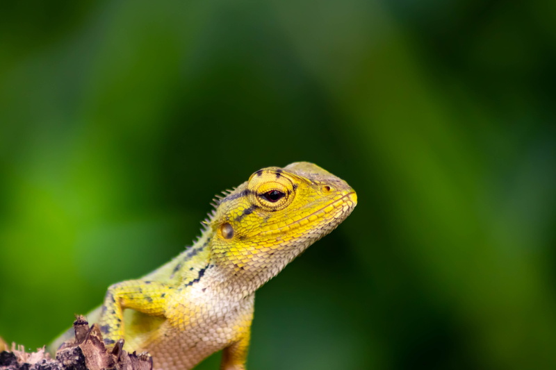 wild, no people, 4K, bearded dragon, green color, animal themes, wildlife, isolated, focus on foreground, park, portrait, color, adaptation, green, beautiful