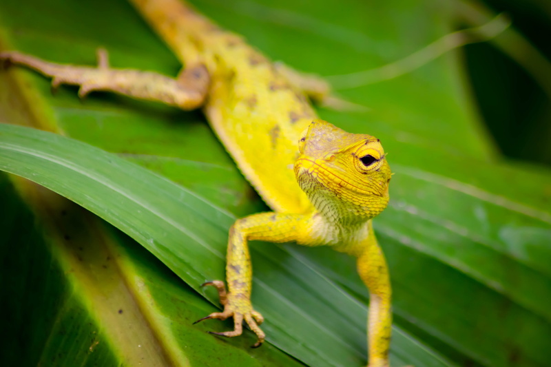 focus on foreground, close-up, attica, outdoors, day, isolated, one animal, park, chameleon, portrait, green color, nature, wild, scenery, plant part, 5K