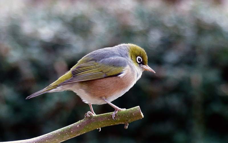 Waxeye, photography, close, close-up photography, beak, Silvereye, bird Watching, Lumix FZ200, flickr, branch, Best, Depth of field, Boken, small, Nature