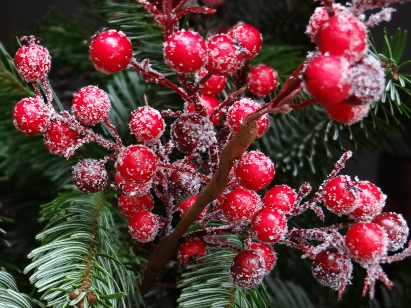 cold temperature, fruit, growth, 2K, traditionally, healthy eating, fir, day, freshness, focus on foreground, winter, food and drink, red, close-up, berries