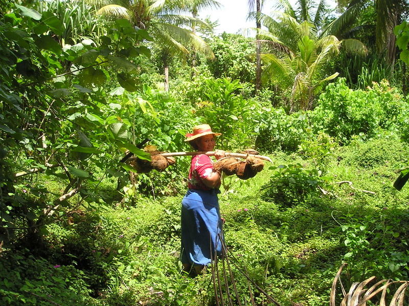 harvest, scarecrow, sunlight, 1080P, growth, plant, real people, tree, farm, land, farmer, rural scene, clothing, samoa, hat, south sea, coconuts, exotic