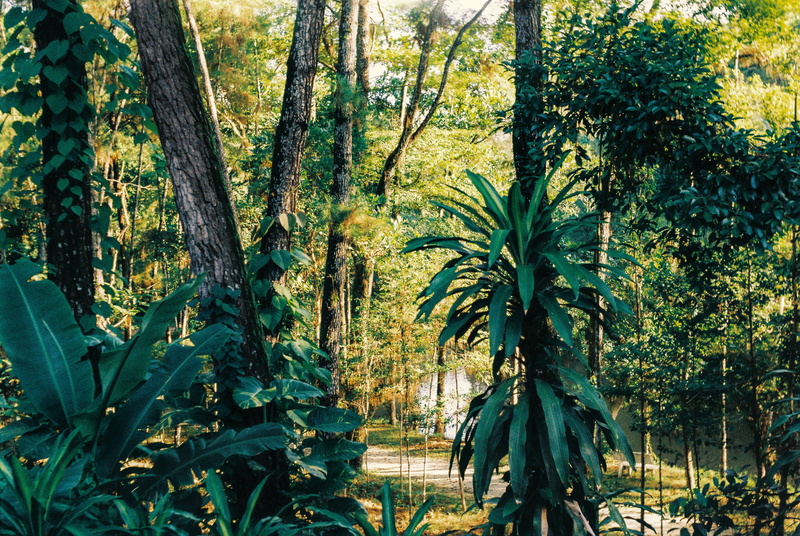 beauty in nature, hue, park, tranquility, rainforest, land, natural beauty, road, day, nature, vietnam, sunshine, forest, 4K, sunlight, tree trunk, trunk