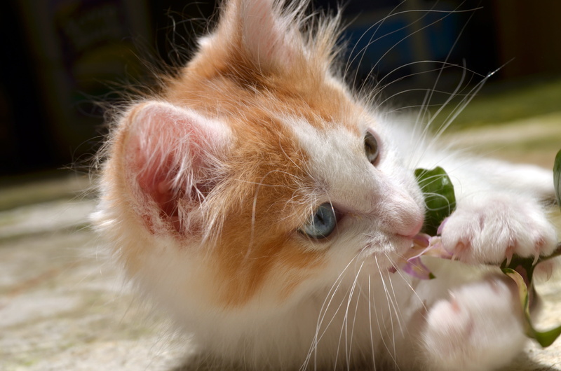 domestic cat, animal body part, animal hair, whisker, nice, kitten, domestic animals, animal mouth, blue eyes, focus on foreground, close-up, conceptual