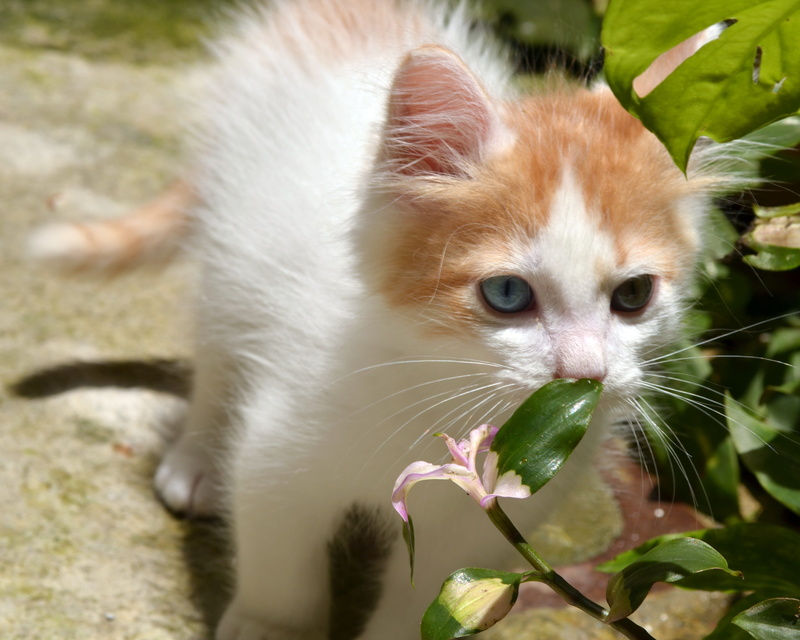 holding, no people, little, beautiful, love, mammal, nature, kindly, domestic, leaf, awesome, domestic cat, natural, animal, grass, day, cat, outdoors