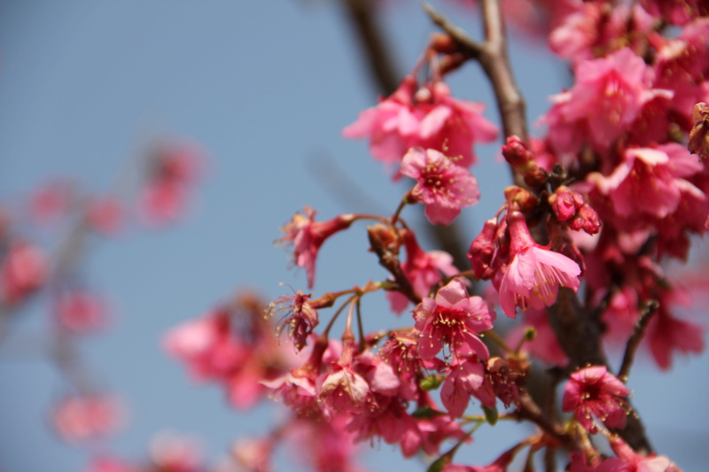 day, cherry blossoms, petal, vulnerability, tree, nature, flowering plant, cherry tree, branch, 5K, flower, botany, flower head, selective focus, pink flowers