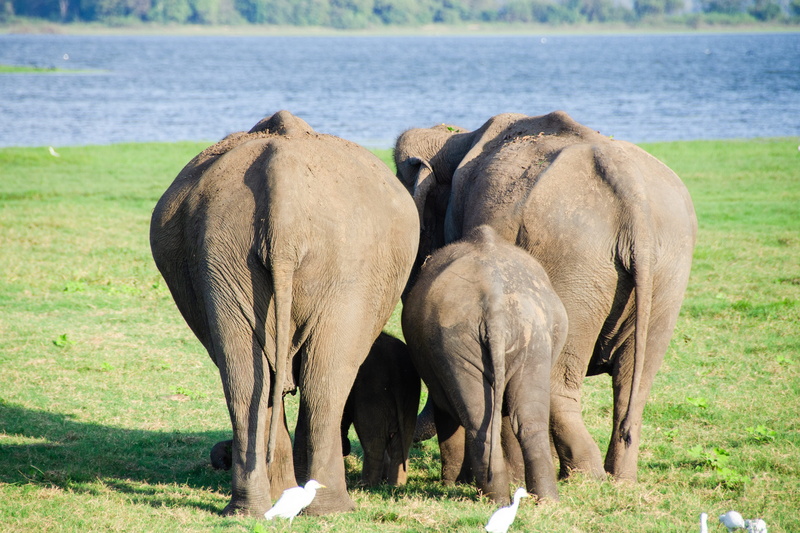 land, outdoors, field, animal trunk, animal, minneriya national park, backside, endangered, group of animals, behind, wildlife, african elephant, animal themes