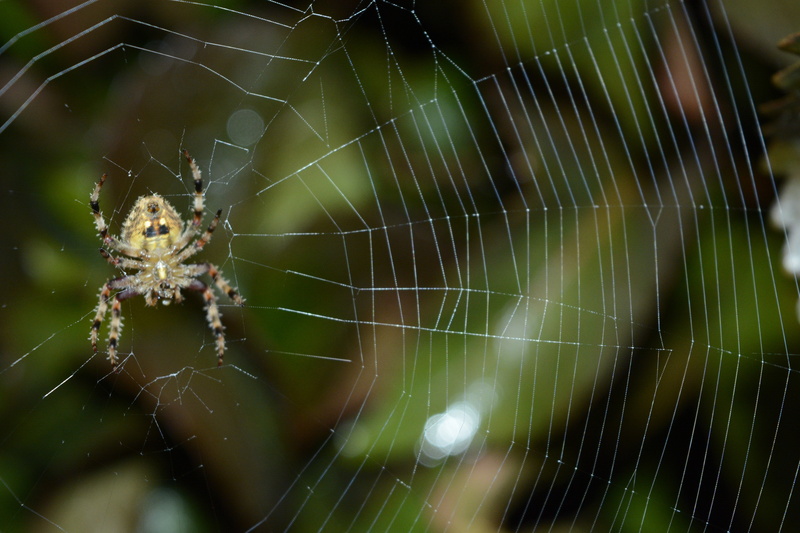 zoology, animal themes, insect, arthropod, macro photography, wild spider with spider web, animal leg, outdoors, no people, one animal, spider, backside of the spider
