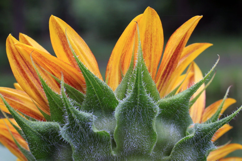 no people, summer, inflorescence, vibrant color, green color, nature, springtime, flower, orange color, growth, side, beauty in nature, plant, 4K, petal