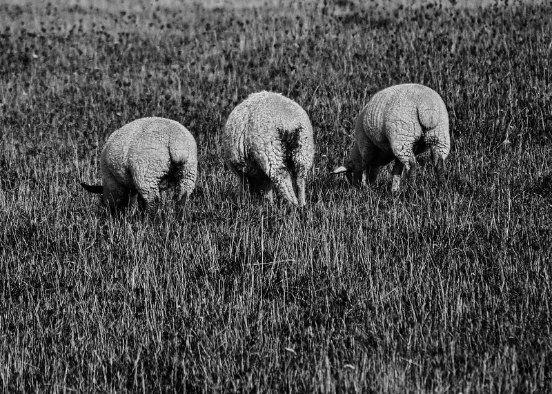 rear, Sheep, View, wildlife, back view, livestock, young animal, animal wildlife, nerivill1, black, mammal, animal themes, group, agriculture, land, nature