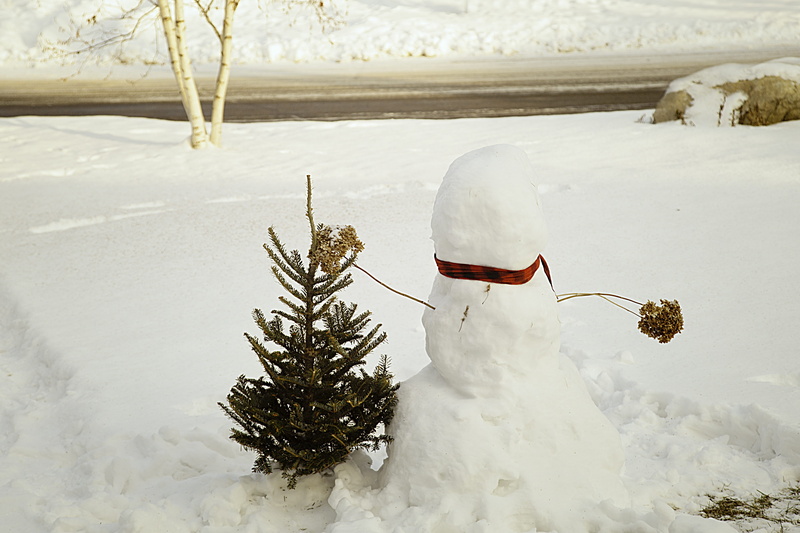 cold, backside, frost, tree, cold temperature, Christmas, snow, outdoors, scarf, snowcapped mountain, Snow, environment, covering, coniferous tree, no people