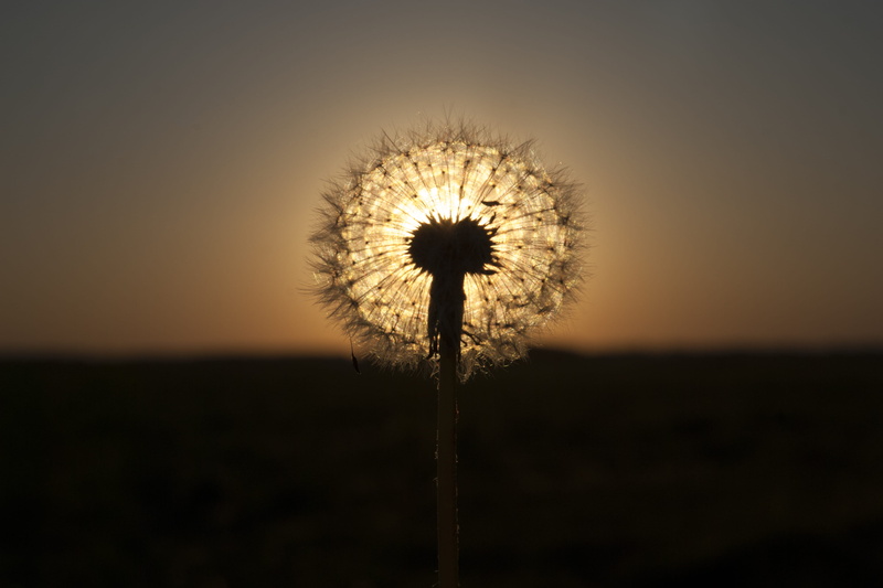 outdoors, dandelion seed, allium, flower head, tranquility, back lit, freshness, beauty in nature, dandelion, pollen, summer, close-up, 2K, softness, flowering plant