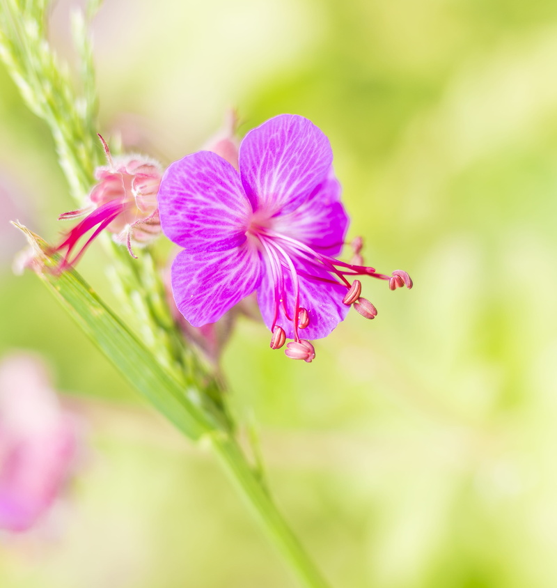 flower head, inflorescence, pink color, purple, blossom, hibiscus, bud, green, macro, garden, photo, selective focus, growth, outdoors, flowering plant
