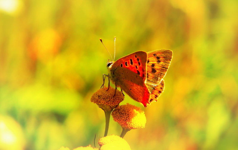 pollination, fruit, one animal, insect, nature, bud, day, plant part, focus on foreground, anther, yellow, leaf, butterfly, sunflower, animal, flora, invertebrate