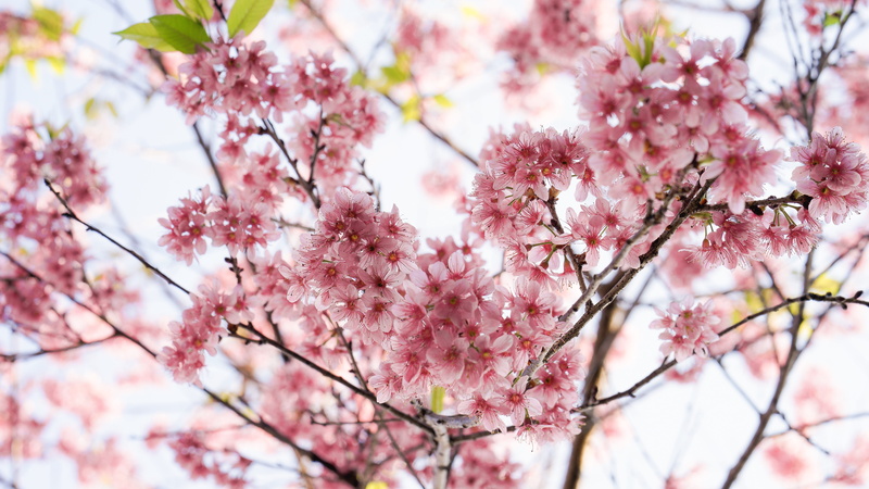 crocus, nature, food, fruit, beauty in nature, anther, close-up, 5K, plant, flower, apparel, tulip, flowering plant, branch, cherry blossom, blossom, hood