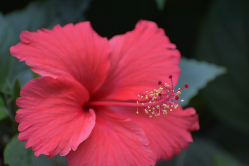inflorescence, pollen, red, stamens, flower, stamen, hibiscus, petal, no people, vulnerability, plant, beauty in nature, nature, parts of flower, flowering plant
