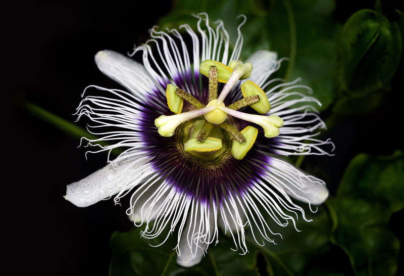 freshness, yellow, flower parts, david clode, plant, garden, flowering plant, close-up, cairns, blossom, petals, pollen, passiflora, white, flower head