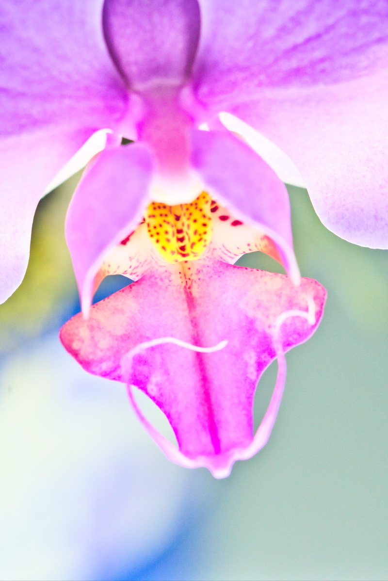 no people, pollen, nature, fragility, anther, close, flower, flower head, day, purity, bokeh, orchid, pink color, plant, inflorescence, outdoors, flowering plant
