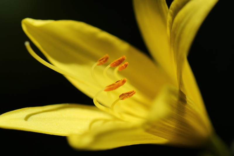 yellow, close, beauty in nature, czechia, daisies, black background, geranium, healthy lifestyle, tiger, crocus, plant, anther, banana, daffodil, vulnerability