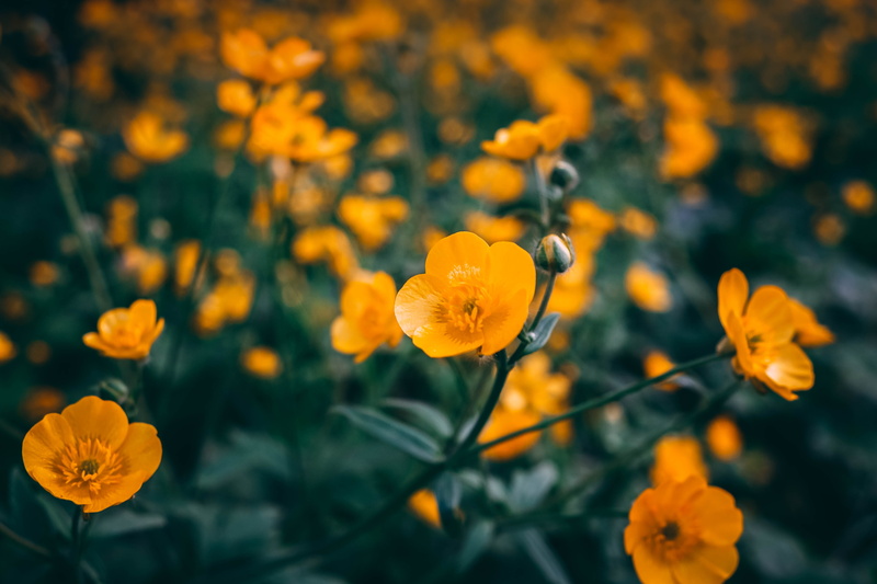 fragility, lily, macro, cosmos, vulnerability, daisy, flax, close-up, focus on foreground, field, tulip, flower head, yellow, flowers, crocus, orange color