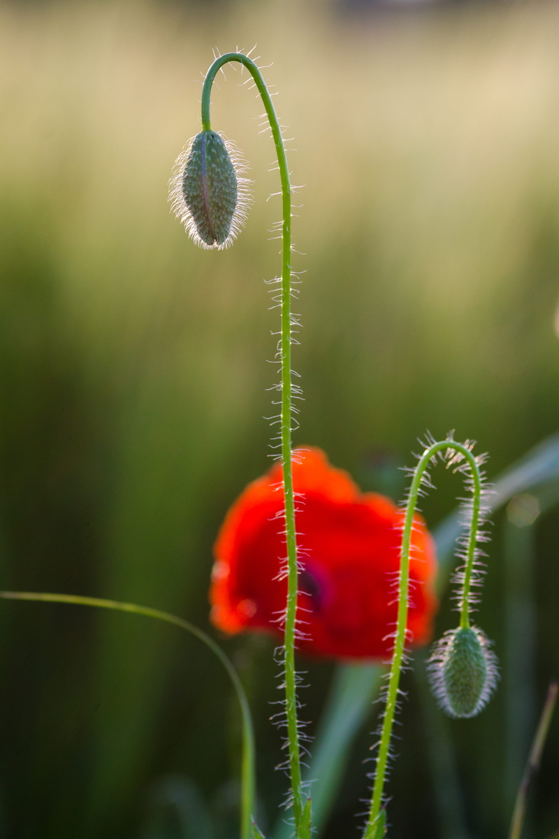 blured, early, bud, shallow, anther, poppy, fragility, plant stem, plant, blossom, close-up, flower, flowering plant, beginnings, sprout, beauty in nature