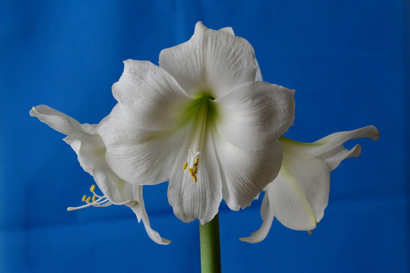bloom, 5K, vulnerability, inflorescence, nature, stamen, plant, blue, no people, white flower, beauty in nature, floral, studio shot, close-up, white color