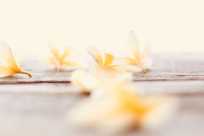 anemone, petaled, bird, surface level, petal, plant, photo, animal, selective focus, tropical, copy space, tabletop, beauty in nature, california, fragility