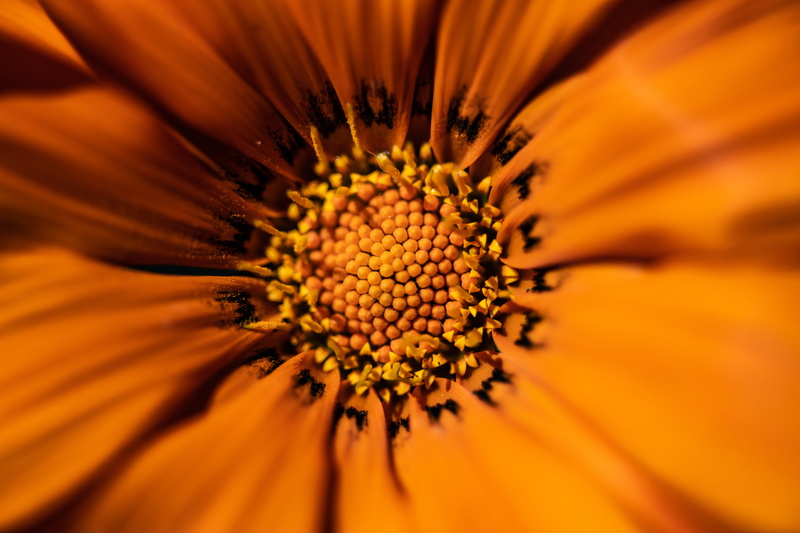 treasure flower, daisy, fragility, droplet, bee, close-up, 8K, flowering plant, freshness, sunflower, growth, beauty in nature, inflorescence, outdoors